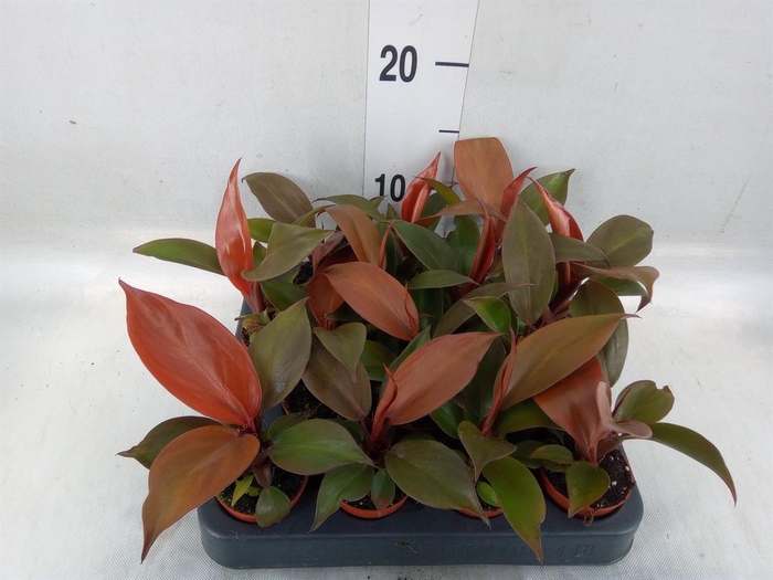 <h4>Philodendron   ...</h4>