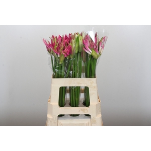 Nerine Mix