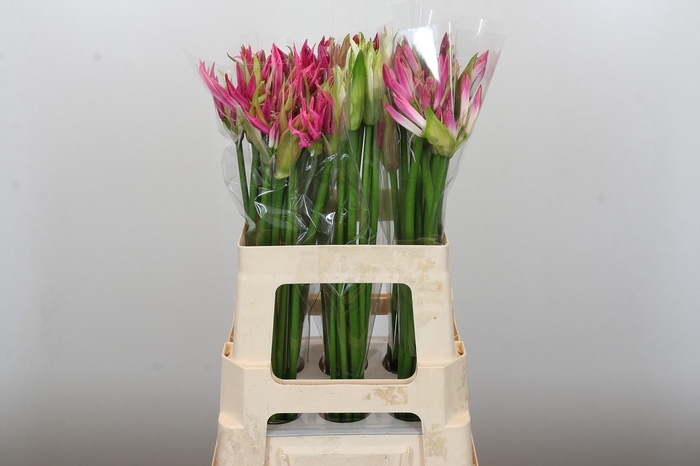 Nerine Mix