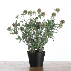 AF Scabiosa x24 pot 58cm Green
