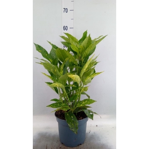 Aucuba japonica 'Variegata'