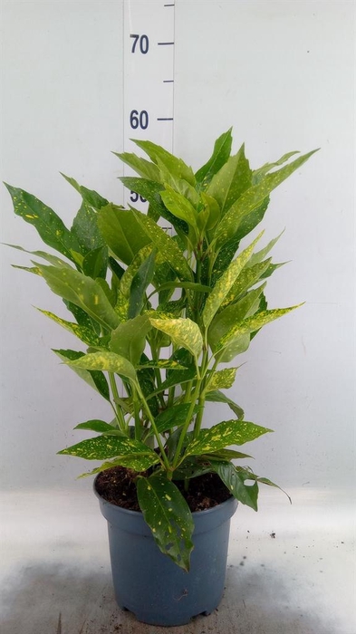 <h4>Aucuba japonica 'Variegata'</h4>