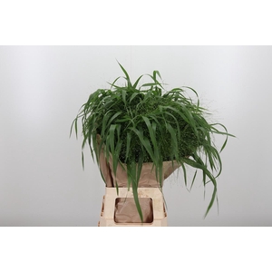 Panicum Fountain