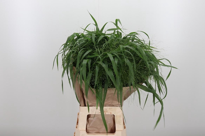 <h4>Panicum Fountain</h4>