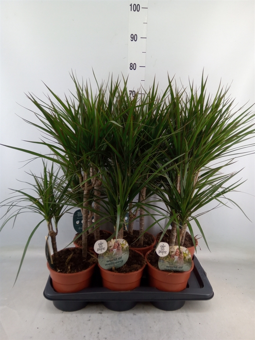 <h4>Dracaena marg.</h4>