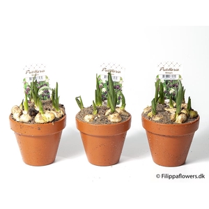 FRITILLARIA MELEAGRIS P10