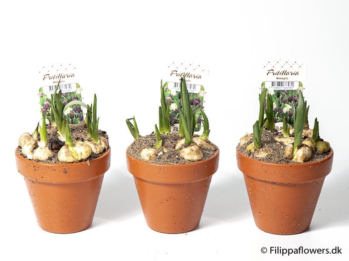 <h4>FRITILLARIA MELEAGRIS P10</h4>