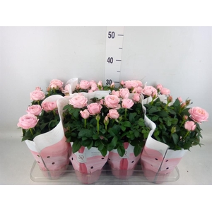 Rosa  'Amorosa Infinity Soft Pink'