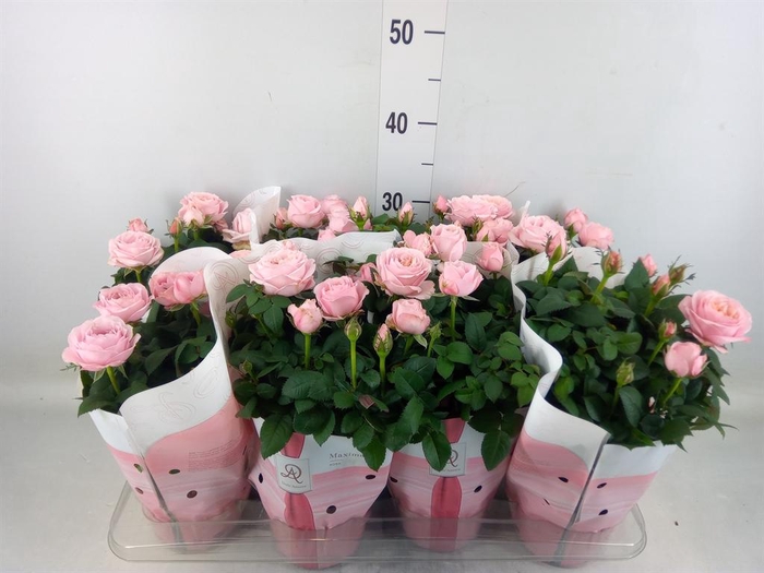 <h4>Rosa  'Amorosa Infinity Soft Pink'</h4>