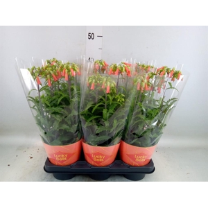 Kalanchoe HG 'Lucky Bells'