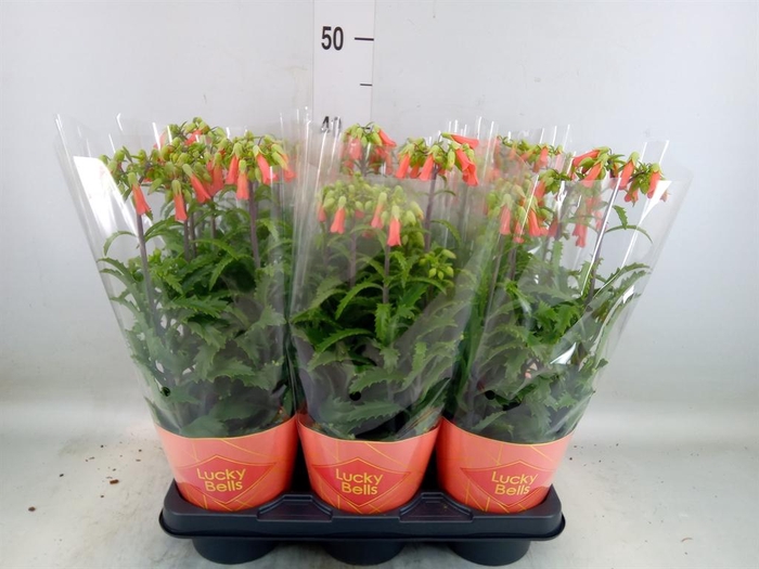 <h4>Kalanchoe HG 'Lucky Bells'</h4>