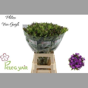 Phlox P Van Gogh