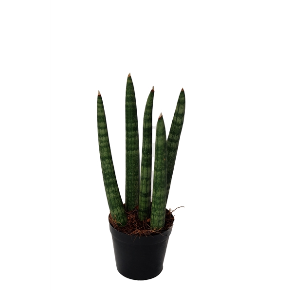 <h4>Sansevieria cylindrica 'Spaghetti' P6</h4>