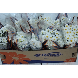 CRISANTEMO BOLA BELGA P11 BRANCO