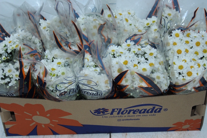 <h4>CRISANTEMO BOLA BELGA P11 BRANCO</h4>