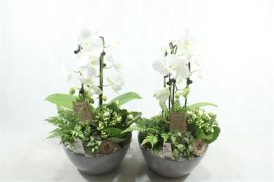 <h4>3078 GREY DIDO WIT CASCADE</h4>