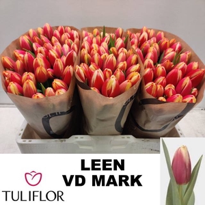 TU EN LEEN VD MARK chambre