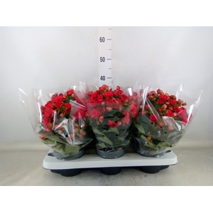 Begonia elat. DU 'Grace'