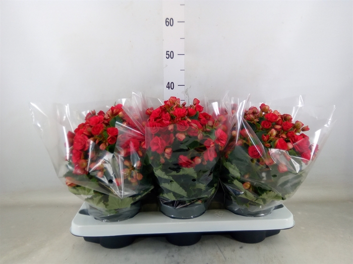 <h4>Begonia elat. DU 'Grace'</h4>