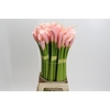 Zantedeschia Eydolls Salmon