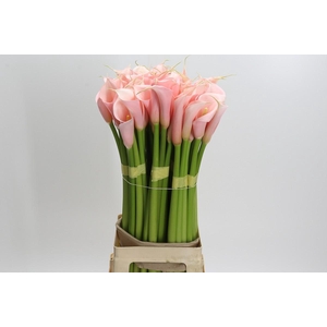 Zantedeschia Eydolls Salmon