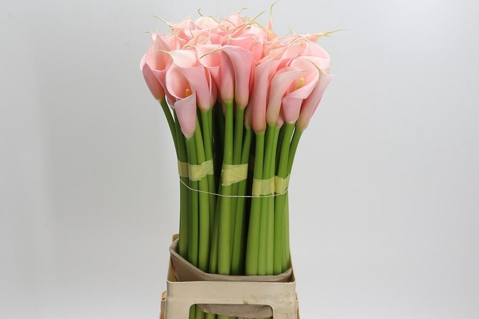 <h4>Zantedeschia Eydolls Salmon</h4>