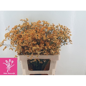 LIMONIUM SINENSE 'INCA DIAMOND'