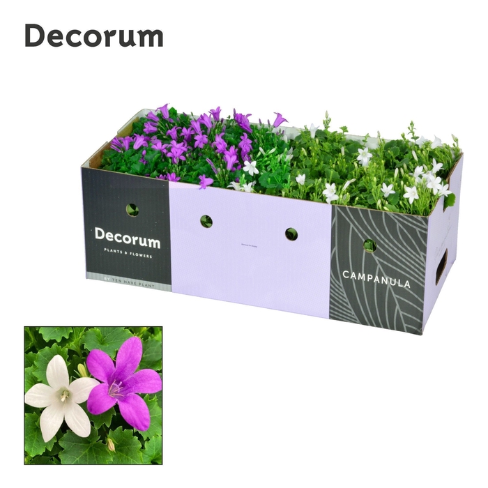 <h4>Campanula Porto Mix paars wit Decobox</h4>