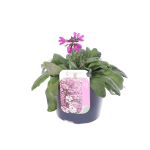 Arabis blepharophylla