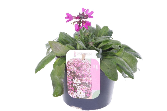 <h4>Arabis blepharophylla</h4>