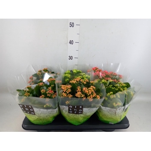 Kalanchoe blos.   ..rosebud mix  5