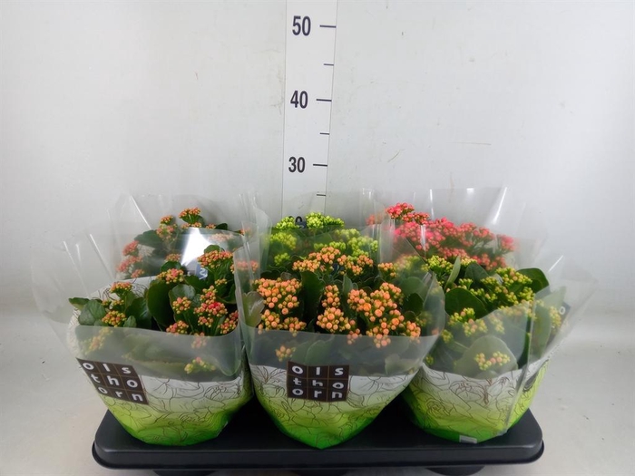<h4>Kalanchoe blos. ..rosebud mix 5</h4>