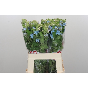 Oxypetalum Tweedia Blue