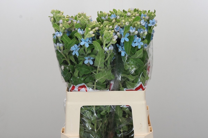 <h4>Oxypetalum Tweedia Blue</h4>