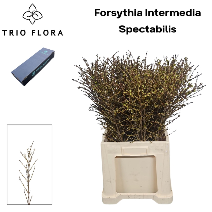 <h4>FORSY I SPECTABILIS L60 L-Box</h4>