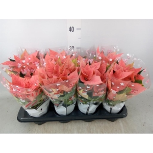 Euphorbia pulc. 'Pink Champagne'