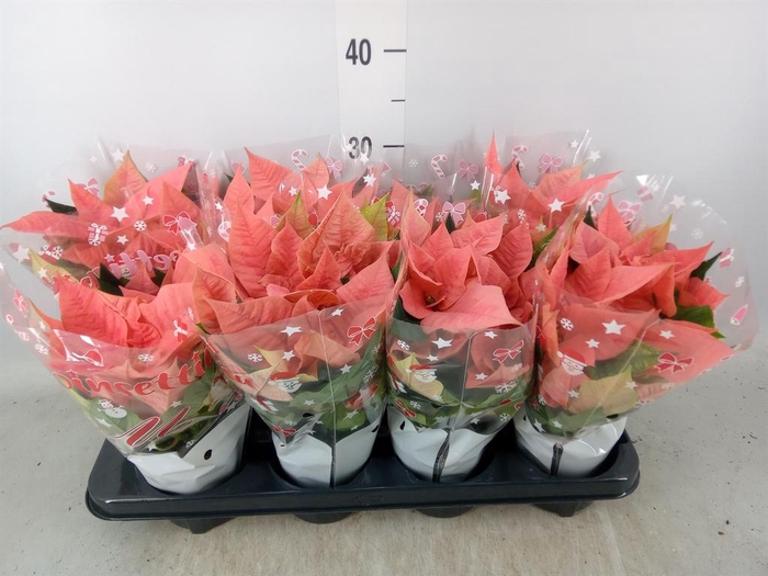 <h4>Euphorbia pulc. 'Pink Champagne'</h4>