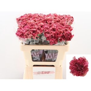 Dianthus st Viper Wine