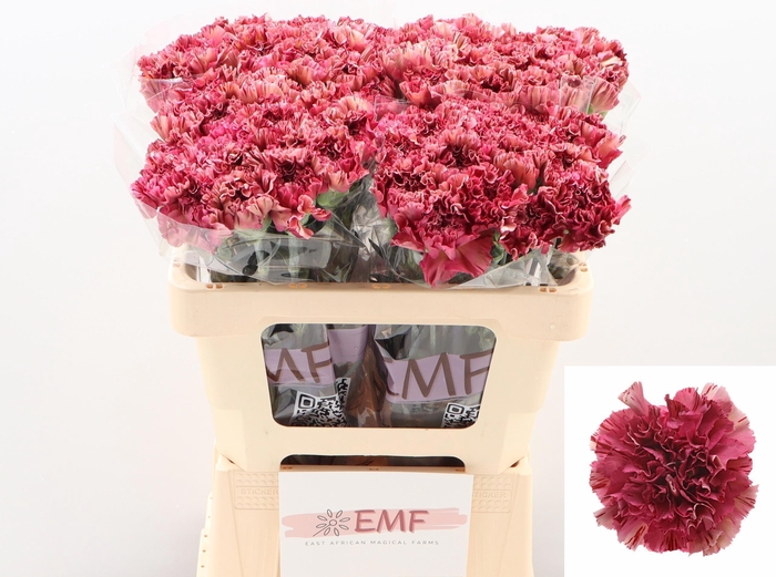 <h4>Dianthus st Viper Wine</h4>