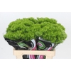 Dianthus Br Kiwi Mellow