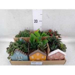 Arr.   Kamerplant Groen L%