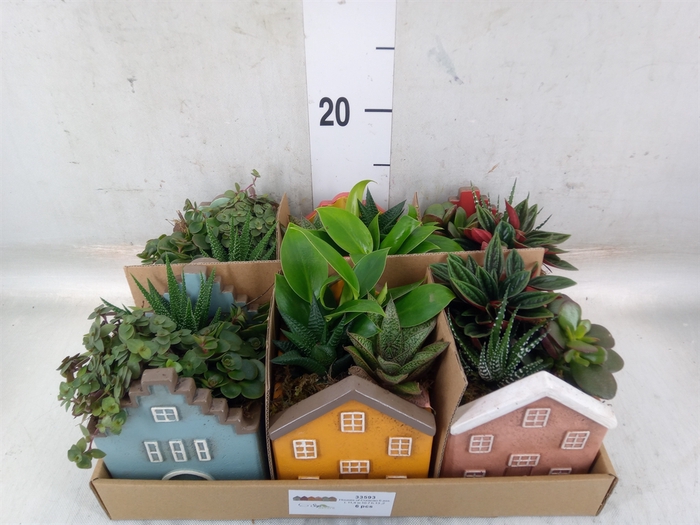 <h4>Arr.   Kamerplant Groen L%</h4>