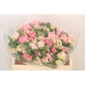 Anemone Mistral Shocking Pink