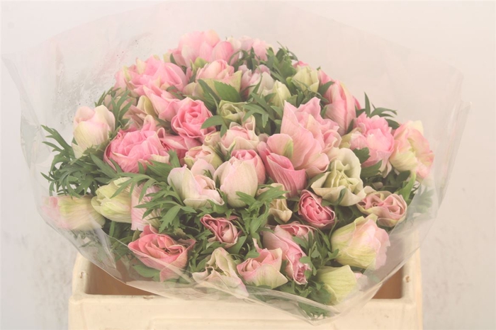 <h4>Anemone Mistral Shocking Pink</h4>