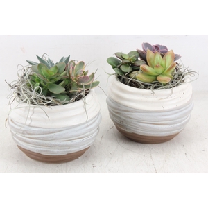 arr2 JS - Ker. bolpot ribbel mix x6 Eche.