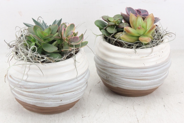 <h4>arr2 JS - Ker. bolpot ribbel mix x6 Eche.</h4>