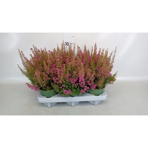Erica gracilis 'Bea Queen Sofie'