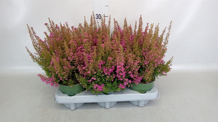 <h4>Erica gracilis 'Bea Queen Sofie'</h4>