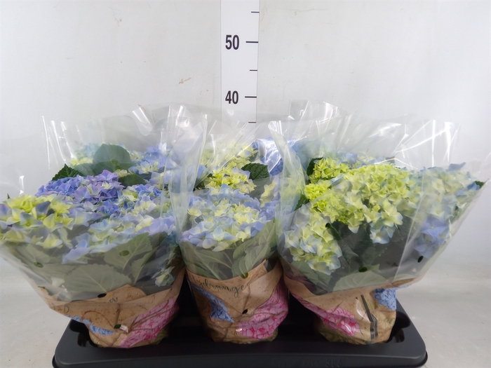 <h4>Hydrangea mac. 'Early Blue'</h4>