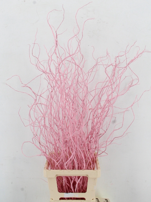 <h4>SALIX OV KLB H%</h4>